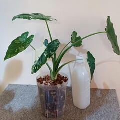 ★受渡し交渉中　観葉植物