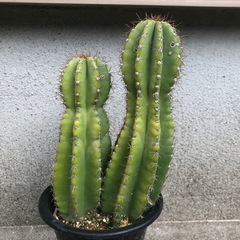 サボテン