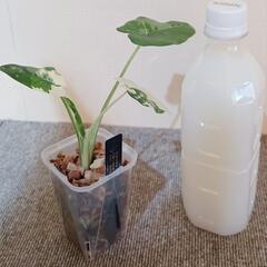 観葉植物　アロカシア