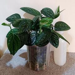 ★受渡交渉中　観葉植物