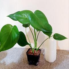 ★受渡交渉中　観葉植物の画像