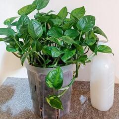 ★受渡交渉中　観葉植物