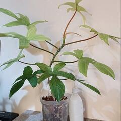 ★受渡し交渉中　観葉植物