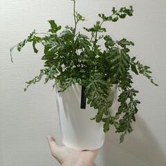 プテリス🌿‬観葉植物