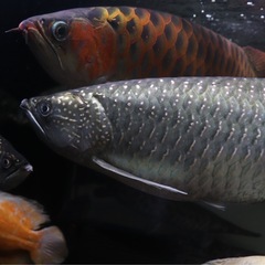 福島全域　熱帯魚　水槽　買います！