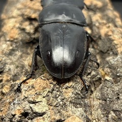 【配送可】国産オオクワガタ 能勢YG  ♂83mm 【YG23115】の画像