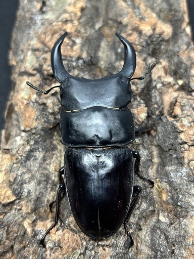 ウシャシャクワガタ 4eeef93ce6a2409799baf2950f8634