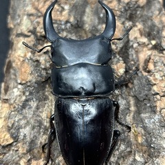 【配送可】国産オオクワガタ 能勢YG  ♂83mm 【YG23115】の画像