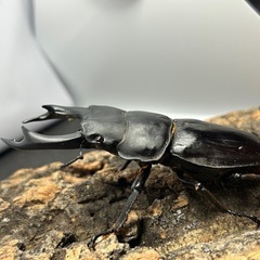 【配送可】国産オオクワガタ 能勢YG  ♂83mm 【YG23115】の画像