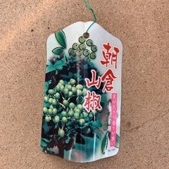    朝倉山椒  （鉢植え）