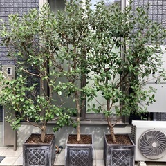 フェイジョア　植木　の画像