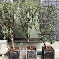 フェイジョア　植木　