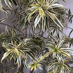 植物の画像