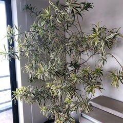 植物
