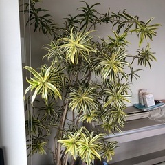 植物の画像