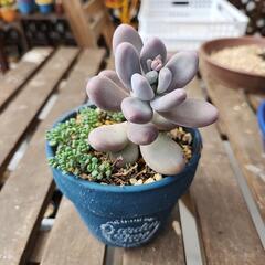 多肉植物ブルーヘイズ　パープルヘイズ