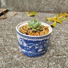 シルバースター　多肉植物　鉢付き