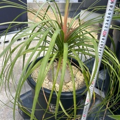 トックリラン　ノリナ　観葉植物　塊根植物　の画像