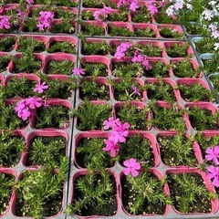 芝桜