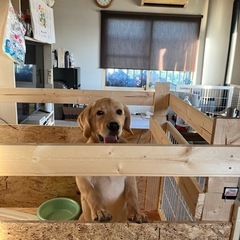 1歳のオスのラブちゃんです！
