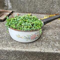 グリーンネックレス　多肉植物　ホーロー鉢付き