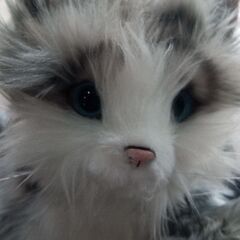 ロボットの猫の画像