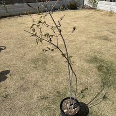 アオダモ