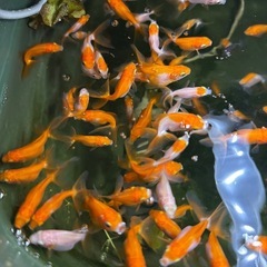 自宅繁殖の金魚5匹　