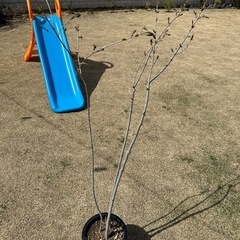 アオダモ