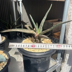 ガステリア　アキナキフォリア　観葉植物　多肉植物