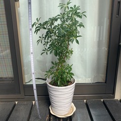 カポック(シュフレラ)★大型　7号陶器鉢植え★夫婦樹