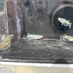 フロマージュの画像