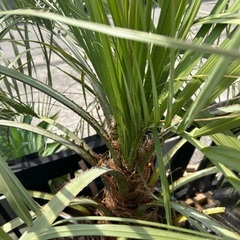 ココスヤシ🌴鉢ごと🌴の画像