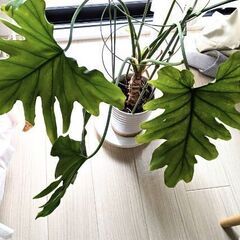 取引中   植木