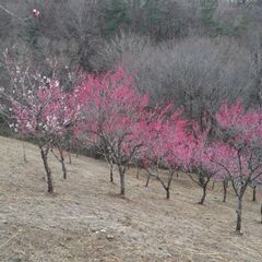 宮城県　県民の森　プライベート　ハイキング    梅、桜を鑑賞！の画像