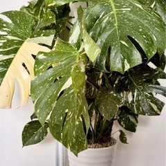 モンステラタイコンステレーション 圧倒的！本日限定