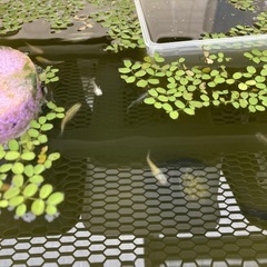 メダカ　一騎当千