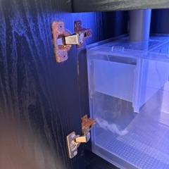 海水魚　60センチ オーバーフロー水槽の画像