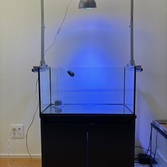 海水魚　60センチ オーバーフロー水槽