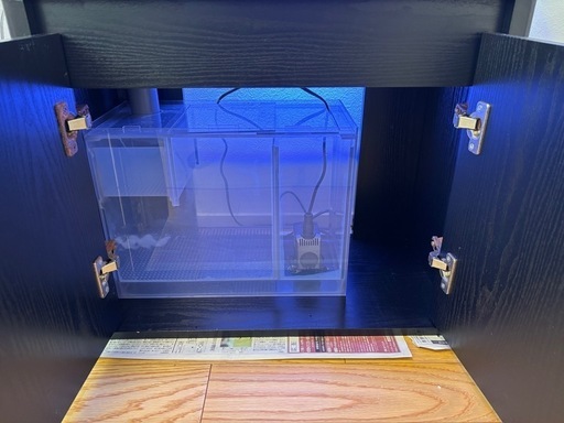 海水魚　60センチ オーバーフロー水槽