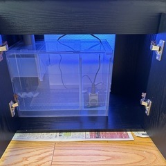 海水魚　60センチ オーバーフロー水槽の画像