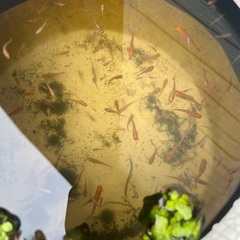 メダカ(赤系統)あげますの画像