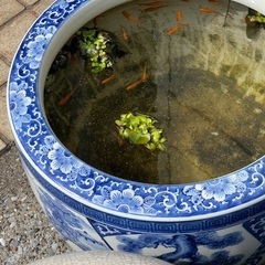 メダカ(赤系統)あげますの画像