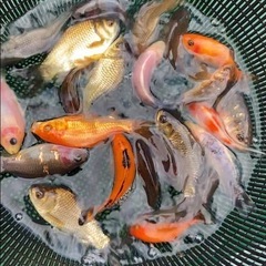 杭全鮒金くいたふなきん3匹