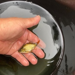 杭全鮒金くいたふなきん3匹の画像