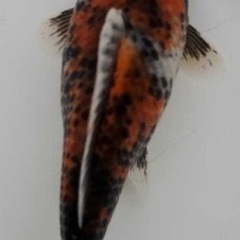 杭全鮒金くいたふなきん3匹の画像