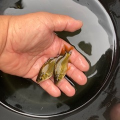 杭全鮒金くいたふなきん3匹の画像