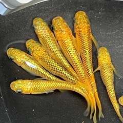 (決まりました)サンシャイン　メダカ　１０匹