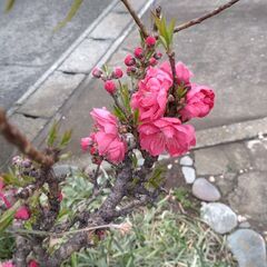 植木　約30㎝　花桃の実生からの苗木（2年目）Ｂの画像