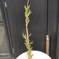 植木　約33㎝　花桃の実生からの苗木（2年目）Ｃの画像